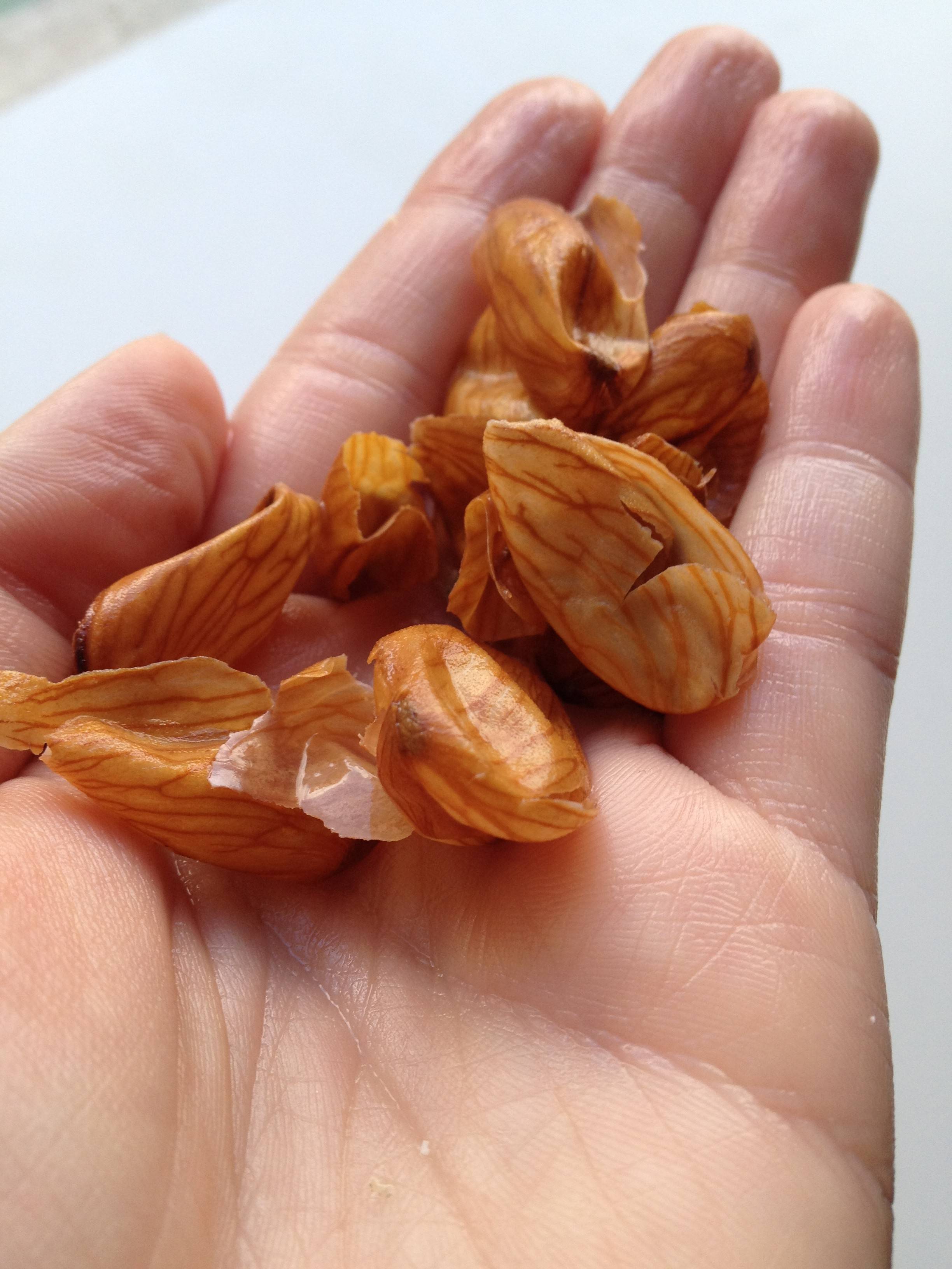 Способы удаления зеленой кожуры грецких орехов. как правильно их очистить и что нужно предпринять для защиты рук?