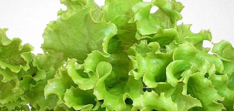 Огородный салат, польза и вред
