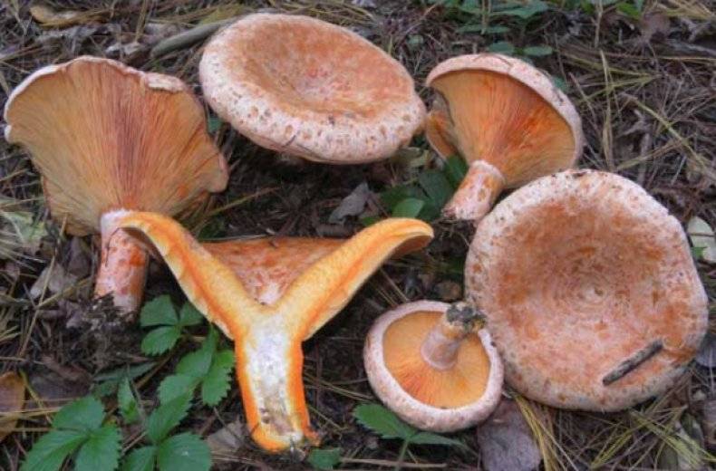 Рыжики грибы чем полезны