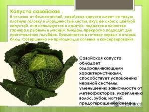 Белокочанная капуста — польза и вред для организма человека, калорийность