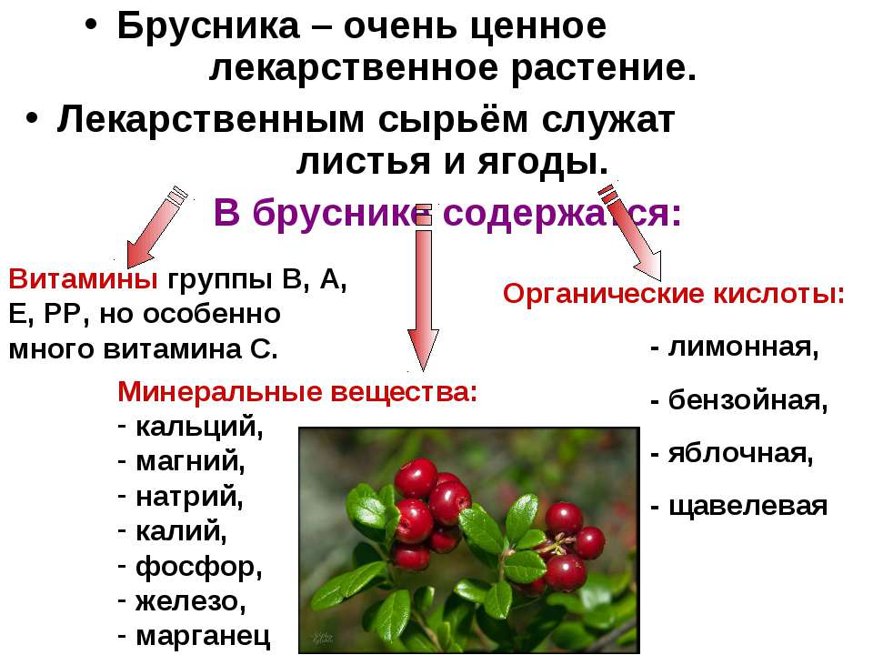 Костяника – описание и фото, польза и свойства ягод