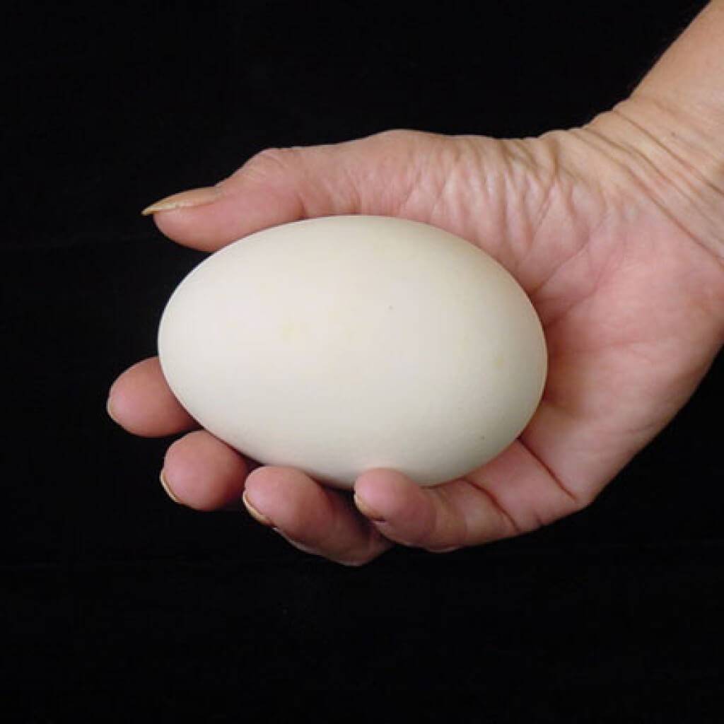 Польза гусиных яиц для детей. можно ли есть гусиные яйца. для приготовления каких блюд подходит