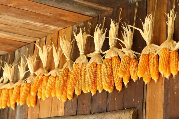Как правильно хранить кукурузу, чтобы наслаждаться полезным и вкусным злаком всю зиму