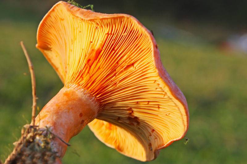 Рыжики: лечебные свойства, калорийность, польза и вред грибов для организма человека