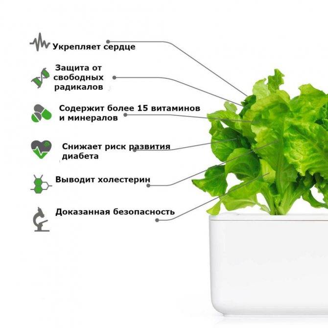 Листовой салат, польза и вред для здоровья человека