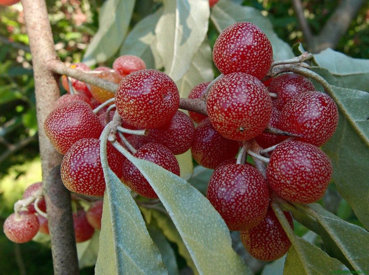 Клубничное и малиновое дерево, арбутус, маболо, лангсат, лукума: необыкновенные фрукты