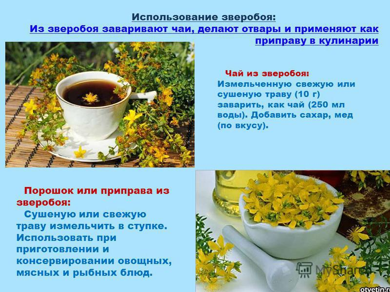 Чай из зверобоя: лечебные свойства, рецепт заварки