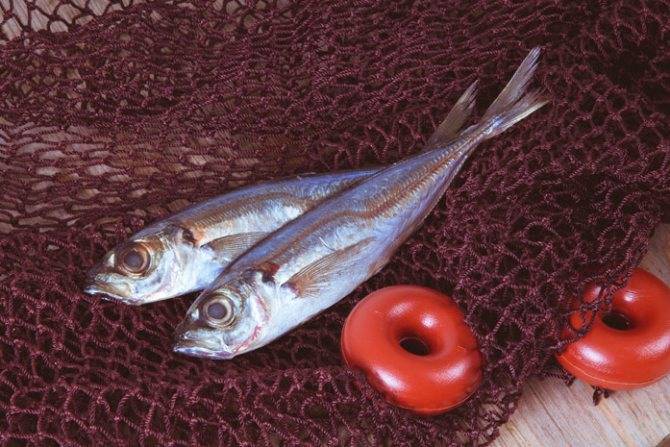Польза анчоусов: употребление, состав, пищевая ценность, калорийность и свойства рыбы (95 фото)