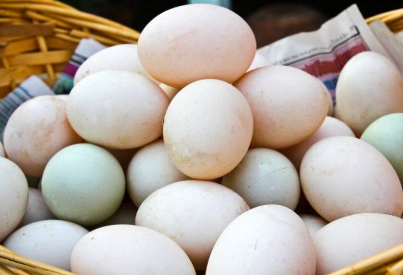 Полезны ли утиные яйца?