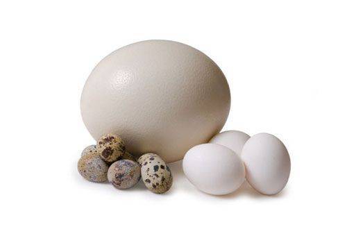 Как проверить свежесть перепелиных яиц. Яйцо перепелиное. Куриные и перепелиные яйца. Как проверить перепелиные яйца на свежесть.