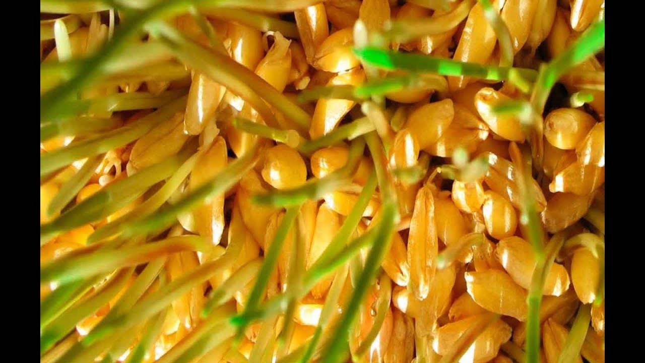Пророщенная пшеница — польза и возможный вред