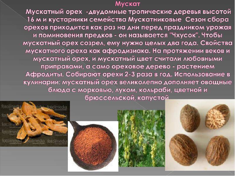Полезные свойства мускатного ореха