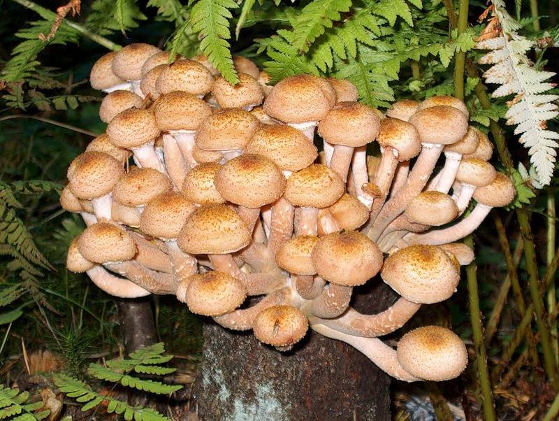Опята: характеристики, состав и польза вкусных грибов