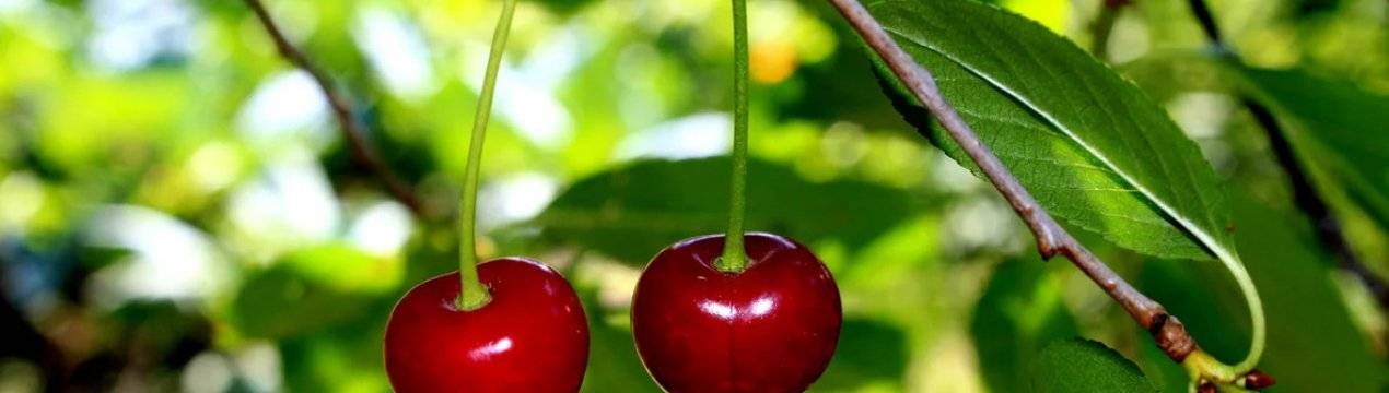Листья вишни: полезные свойства и противопоказания