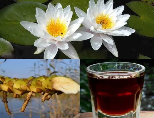 Кувшинка(водяная лилия): красивые фотографии и описание растения