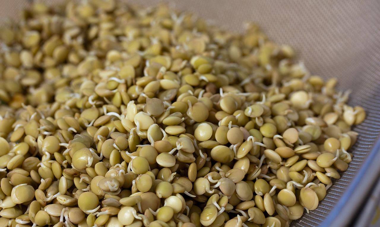 Чем полезны пророщенные зерна и семена, как их проращивать и употреблять