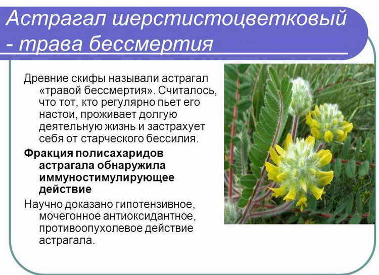 Применение травы астрагал шерстистоцветковый в народной медицине