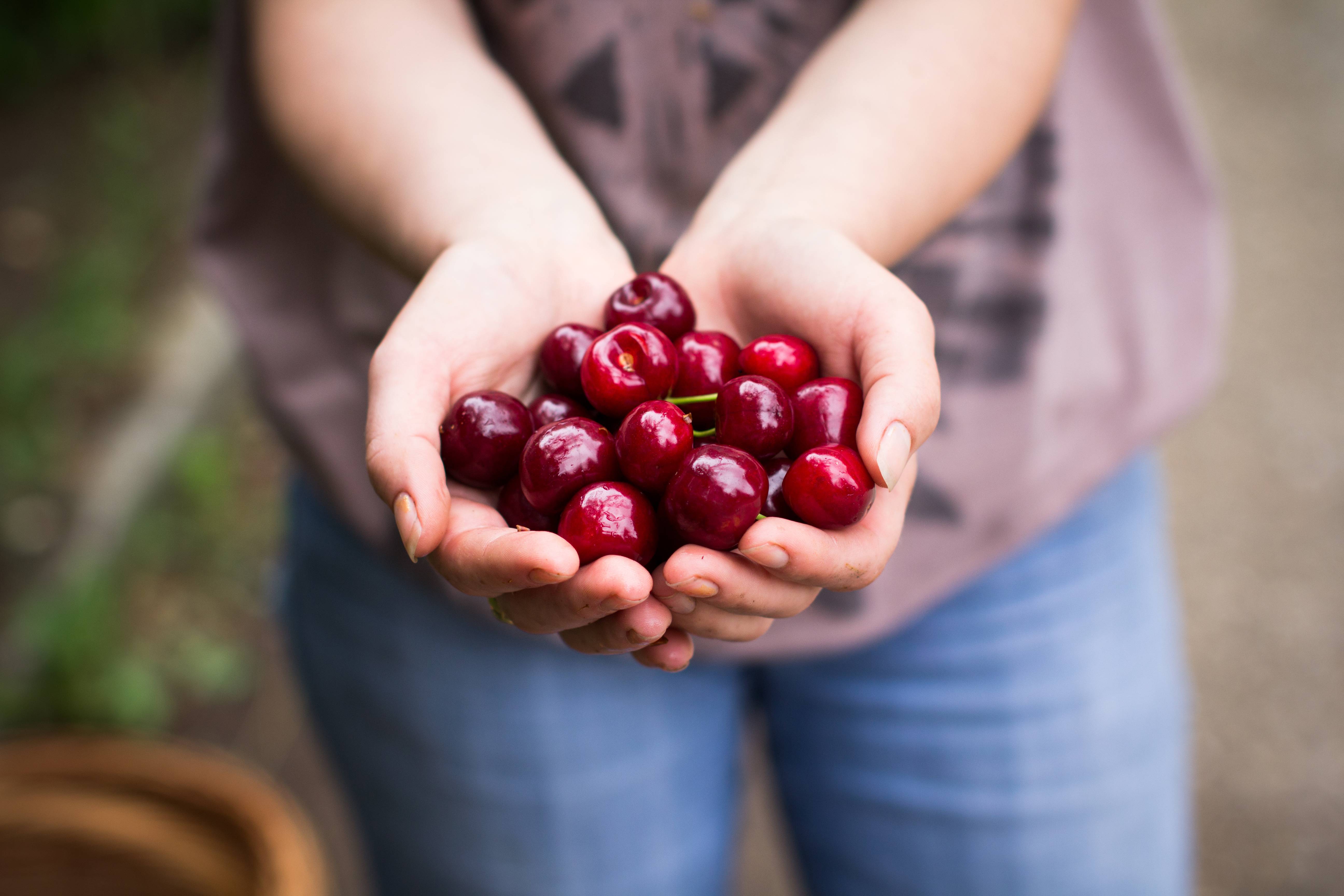 Польза вишни для здоровья человека