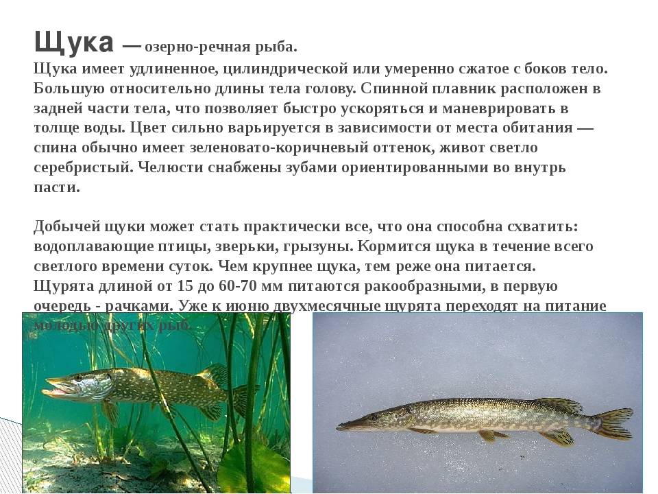 Чем полезна щука, свойства и фото рыбы
